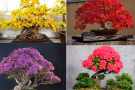 Những chậu bonsai màu sắc rực rỡ hút hồn người xem