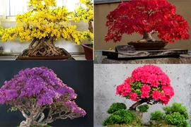 Những chậu bonsai màu sắc rực rỡ hút hồn người xem