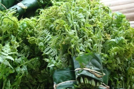 Những loại rau mọc dại cực tốt cho sức khỏe