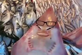 “Cá mập mặt người” hiếm gặp sa lưới ngư dân