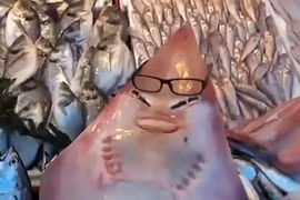 “Cá mập mặt người” hiếm gặp sa lưới ngư dân