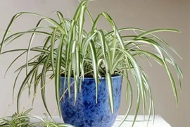 15 loại cây cảnh bạn nên trồng khắp nơi trong nhà