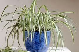 15 loại cây cảnh bạn nên trồng khắp nơi trong nhà