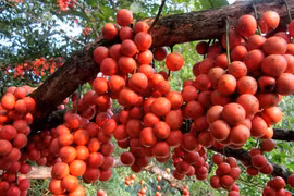 Những giống cây "đẻ" ra quả từ thân sai trĩu trịt