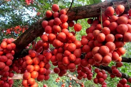 Những giống cây "đẻ" ra quả từ thân sai trĩu trịt