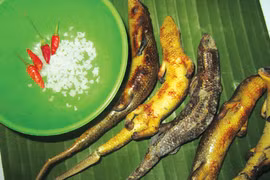 Các món ngon từ rắn mối, người khen ngon người sợ tái mặt