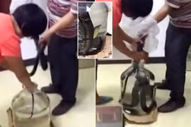 Rùng mình xem ngâm rượu rắn hổ mang ít người biết