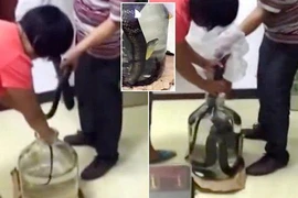 Rùng mình xem ngâm rượu rắn hổ mang ít người biết