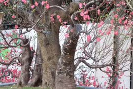 Cận cảnh đào rừng cổ thụ lên thành phố với giá khủng