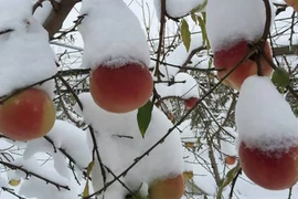 Nông dân Trung Quốc thất thu vì rét kỷ lục