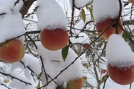 Nông dân Trung Quốc thất thu vì rét kỷ lục