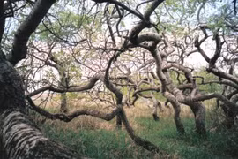 Vườn cây cong bất thường hút khách tham quan ở Saskatchewan