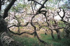 Vườn cây cong bất thường hút khách tham quan ở Saskatchewan