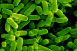 Phát triển thành công vi khuẩn tiêu diệt mầm bệnh