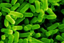 Phát triển thành công vi khuẩn tiêu diệt mầm bệnh