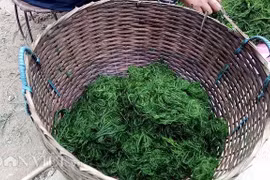 Kỳ lạ đặc sản rêu đá của vùng Tây Bắc không phải ai cũng dám thử