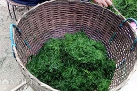 Kỳ lạ đặc sản rêu đá của vùng Tây Bắc không phải ai cũng dám thử