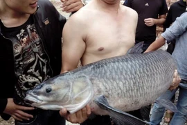 Cẩn trọng khi chế biến 8 thực phẩm có chất độc tự nhiên