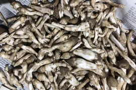 Đua nhau săn “đặc sản trời cho” mọc từ tổ mối giá gần 800.000/kg