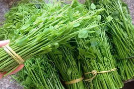 Những loại rau rừng khiến bà nội trợ thành thị phát cuồng