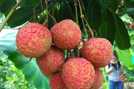 10 loại trái cây mùa hè, thèm đến mấy bà bầu cũng nhất quyết không được ăn