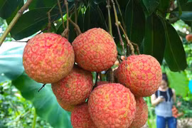 10 loại trái cây mùa hè, thèm đến mấy bà bầu cũng nhất quyết không được ăn