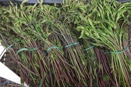 Những giống rau củ gia vị đắt đỏ hái ra tiền