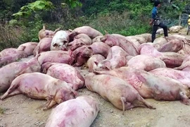 Hơn 600 con heo bị bơm nước, chân đi không vững tại lò mổ