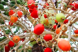 Những loại hoa quả có màu sắc kỳ lạ khó tin