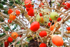 Những loại hoa quả có màu sắc kỳ lạ khó tin