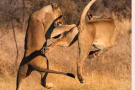 Cận cảnh sư tử giao chiến đẹp như “phim chưởng“