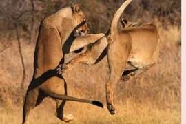 Cận cảnh sư tử giao chiến đẹp như “phim chưởng“