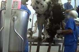 Sự thật gây sốc đằng sau những chiếc túi da đà điểu tiền tỷ