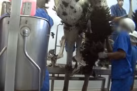 Sự thật gây sốc đằng sau những chiếc túi da đà điểu tiền tỷ