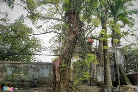 Làng ngoại thành Hà Nội dự kiến thu về 150 tỷ từ bán đấu giá gỗ sưa 
