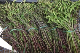 Xem thu hoạch loại rau đắt nhất thế giới