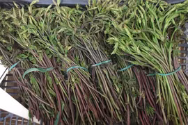 Xem thu hoạch loại rau đắt nhất thế giới