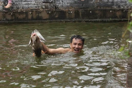 Cười bò với màn thi bịt mắt bắt lợn, vịt lễ hội làng Vạn Phúc