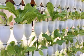 Chiêu trồng rau sạch tại nhà cực tiết kiệm