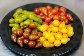 Mê mẩn những giống cà chua độc lạ hái ra tiền