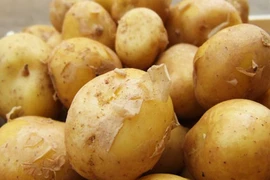 Hình ảnh thu hoạch khoai tây “đại gia” 15 triệu/kg