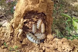 Món ăn từ côn trùng được ví là “xuân dược” cho phái mạnh