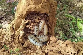 Món ăn từ côn trùng được ví là “xuân dược” cho phái mạnh