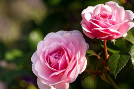 3 con giáp đón Thần Tài, rước quý nhân, kiếm tiền về đầy túi