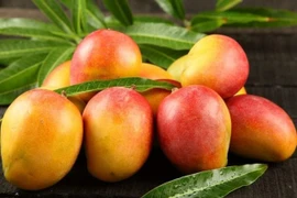 Cận cảnh loại xoài nhìn giá đến nhà giàu cũng phải “câm nín”