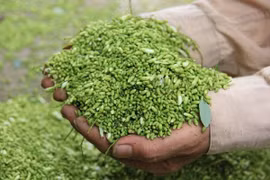 Chữa đau đầu khi thay đổi thời tiết từ cây hoa hòe