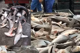 Sốc cảnh cá mập đầu búa bày bán la liệt tại chợ cá