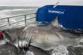 Những thủy quái khủng bị con người chinh phục (13)