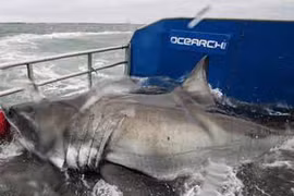 Những thủy quái khủng bị con người chinh phục (13)