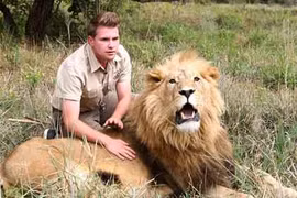 Kỳ lạ chàng trai có sở thích... massage cho sư tử